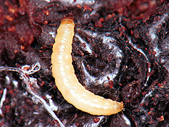 写真:ノシメマダラメイガ幼虫