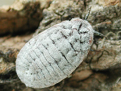 写真:オオワラジカイガラムシ(雌成虫)