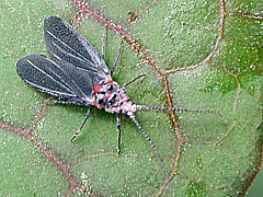 写真:オオワラジカイガラムシ(雄成虫)