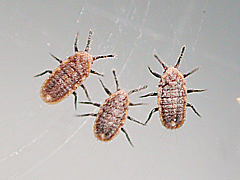 写真:オオワラジカイガラムシ(幼虫)