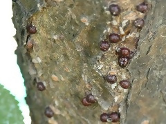 写真:タマカタカイガラムシ