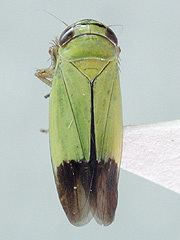 写真:ツマグロヨコバイ