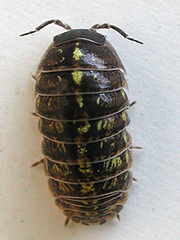 写真:オカダンゴムシ