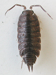 写真:ホソワラジムシ