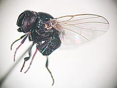 写真:クロメマトイ