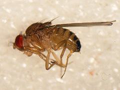 写真:キイロショウジョウバエ