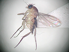 写真:オオキモンノミバエ成虫