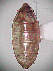 写真:オオキモンノミバエ蛹