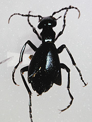 写真:ヒメツチハンミョウ成虫