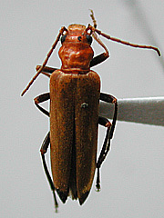 写真:ツマグロカミキリモドキ成虫