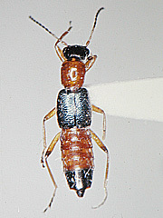 写真:アオバアリガタハネカクシ成虫