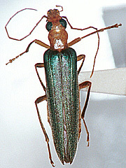 写真:アオカミキリモドキ成虫