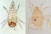 写真:ケナガコナダニ(左),イエニクダニ(右)