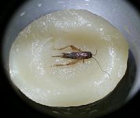 写真：「昆虫が入っていた外国産のナシ缶詰」の事例