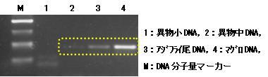異物から魚由来DNAが検出されたことを示した実験結果の写真