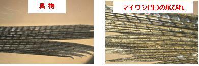 左は異物の実体顕微鏡写真、右はマイワシ尾びれの実体顕微鏡写真