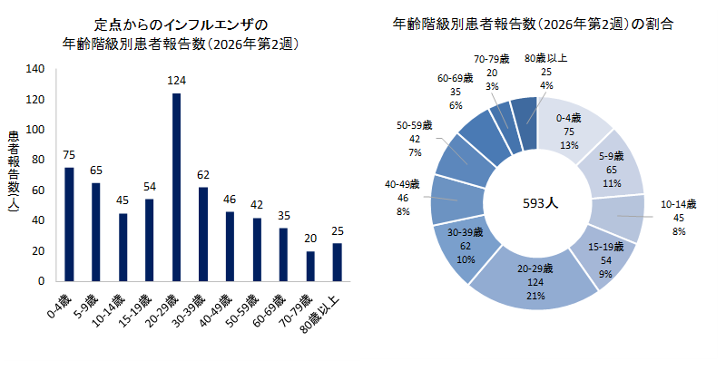 グラフ：定点からのインフルエンザの年齢階級別患者報告数と年齢階級別患者報告数の割合　2026年第2週のインフルエンザの50定点からの患者報告数は593人でした。