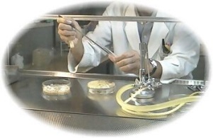 O157の検査をしている写真