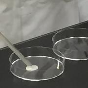 希釈水をシャーレに注ぐ写真