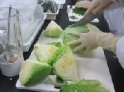 キャベツを切る写真