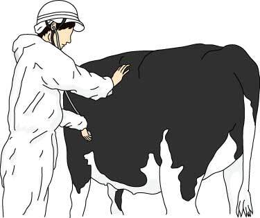 イラスト：牛の生体検査