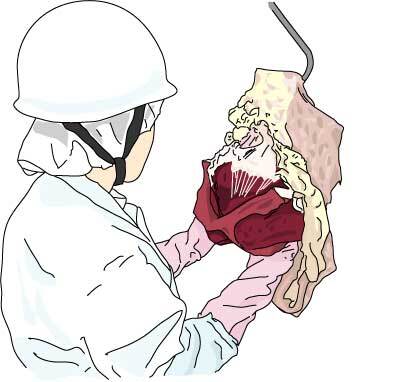 イラスト：内臓検査をする検査員