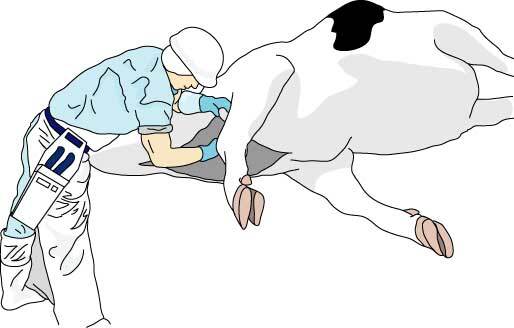 イラスト：牛がお肉になるようす