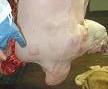 写真：皮膚型豚丹毒に罹患した豚の枝肉。肩に菱形のじんましんが現れています。