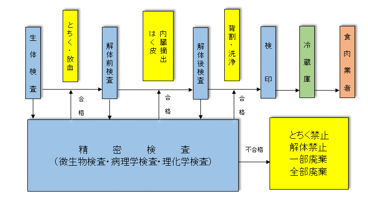 イラスト：検査の流れ