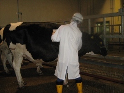 写真：生体検査をしている検査員