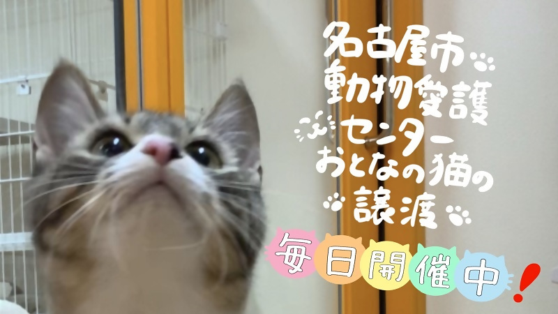 名古屋市動物愛護センターのおとなの猫の譲渡についての紹介動画です。