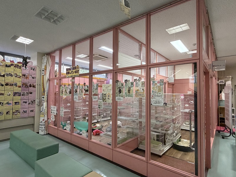 猫の室内飼育モデルルームの写真