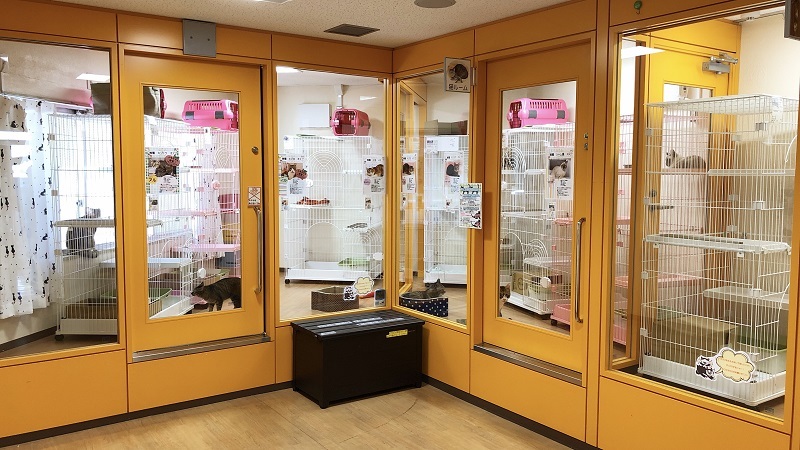 写真：成猫の紹介ルーム