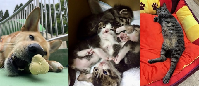 写真：名古屋市動物愛護センターでくつろぐ犬と猫です。