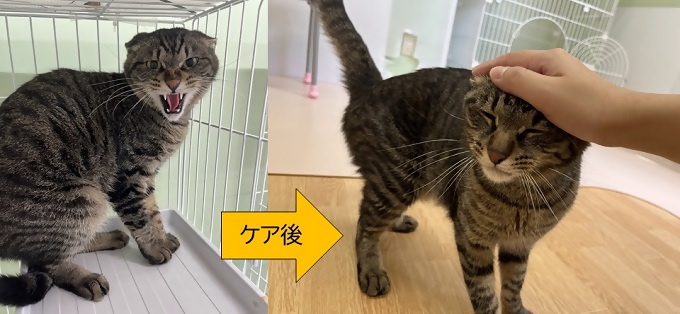 人馴れトレーニング前後の猫の写真