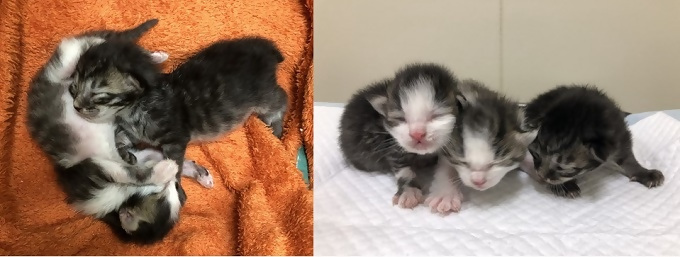 のら猫に生み捨てられた子猫の写真