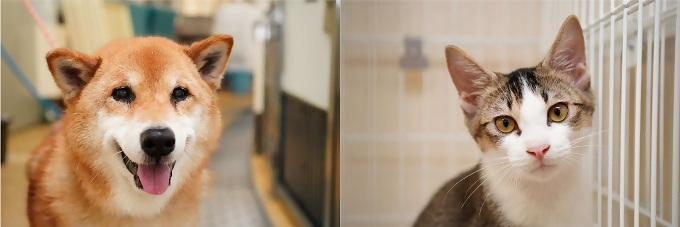 動物愛護センターに収容されている犬と猫の写真