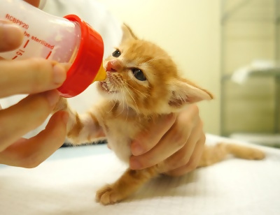 ミルクを飲む子猫の写真