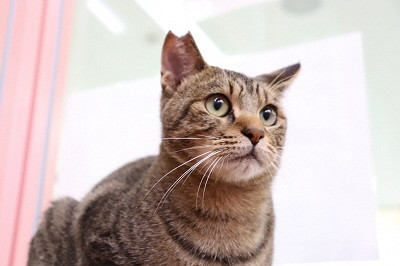 耳カットされた猫の写真