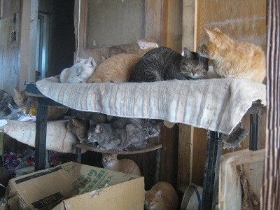 多頭で飼育されている猫の写真