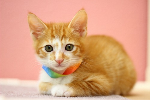 ひと休みしている子猫を写した写真(生後2か月)