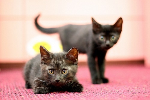 生後2ヶ月齢の子猫が2匹並んでいる写真