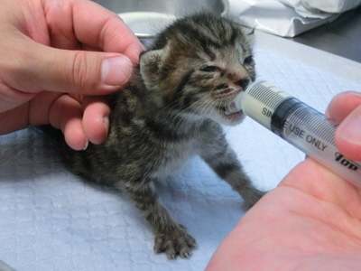 ミルクを飲んでいる子猫を撮影した写真(生後10日齢)