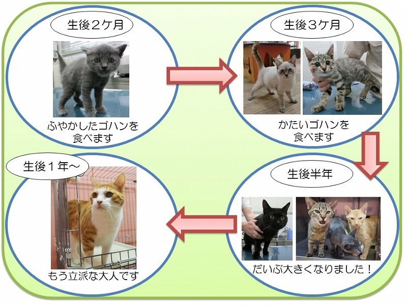 写真:生後2ヶ月、離乳食を食べます。生後3ヶ月、ドライフードを食べます。生後半年、だいぶ大きくなりました。生後1年、立派な大人の猫です。