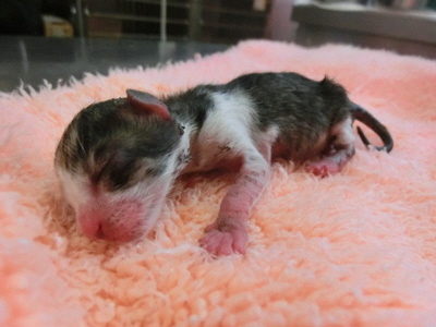 生まれたばかりの子猫を撮影した写真