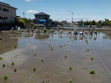 写真:市民水田での田植えの様子