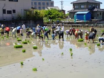 写真:参加者の皆さんが田植えをしている様子