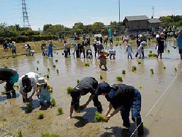 写真:参加者の皆さんが田植えをしているアップ様子