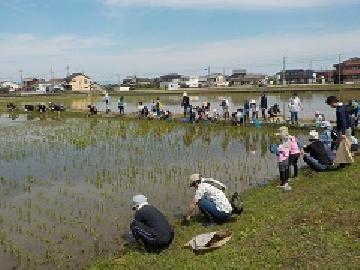 写真:参加者の皆さんが田んぼの縁に生えた草を取っている様子