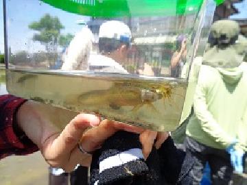 写真:水槽の中に田んぼで捕まえたドジョウが泳いでいる様子